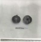Click for 1 image(s) for this accession. FRUIT
